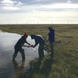 Periphyton being collected at Cake Eater Lake. Utqiaġvik, Alaska. Photo by Ruth Rodriguez.