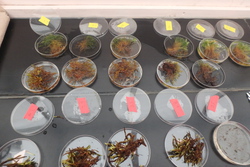 Petri dishes filled with moss and liverwort samples. Toolik Field Station, Alaska. Photo by Svea Anderson.