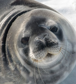 A Weddell seal near McMurdo Station, Antarctica