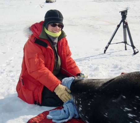 Alex and Weddell seal 