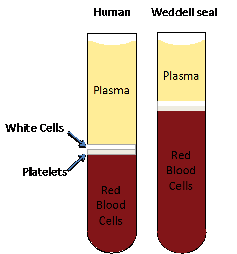 Human and Weddell blood