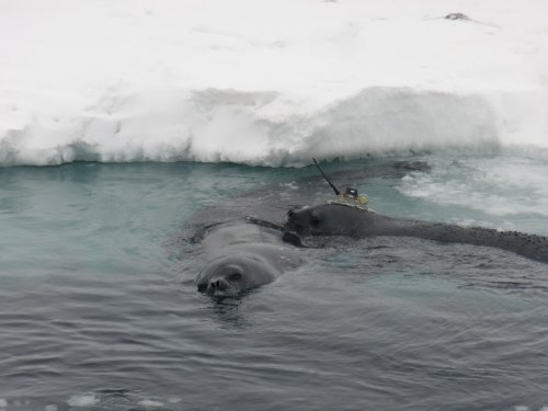 Seals getting some air