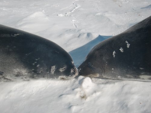 Seal conversation