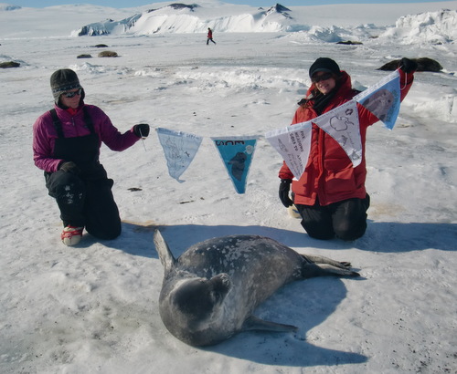 Fur and molt flags