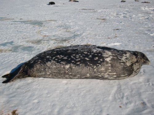 Large Weddell seal