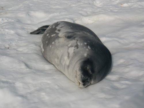 Happy seal