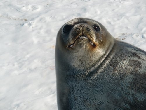 Weddell seal with surfactant