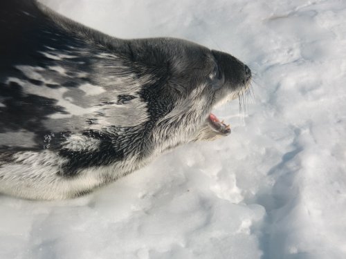 Is this seal making noise?