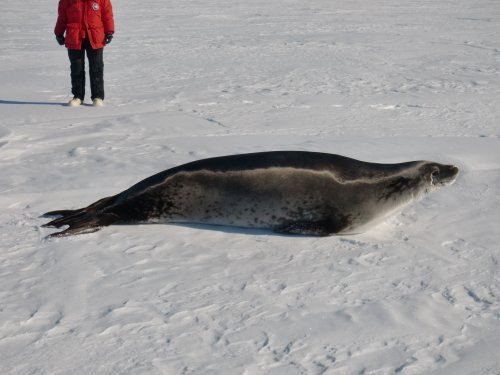 Crabeater seal