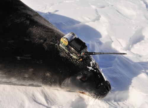 CTD tag on seal