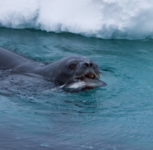 Weddell seal foraging 