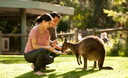 Feeding a Kangaroo