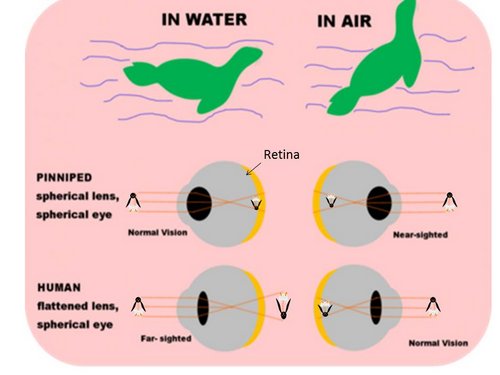 Human versus pinniped eye diagram 