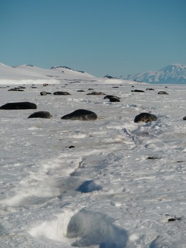 Seals on ice