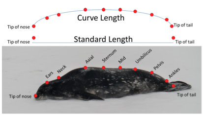 Seal measurements