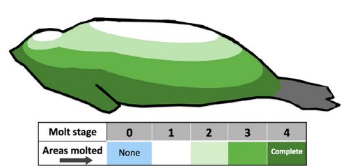 Seal molt stages