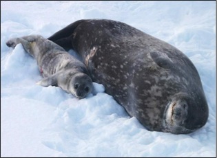 Mom and pup