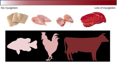 Myoglobin Scale