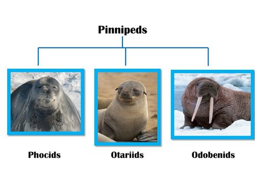 Meet the pinniped family