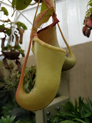 Pitcher Plant 