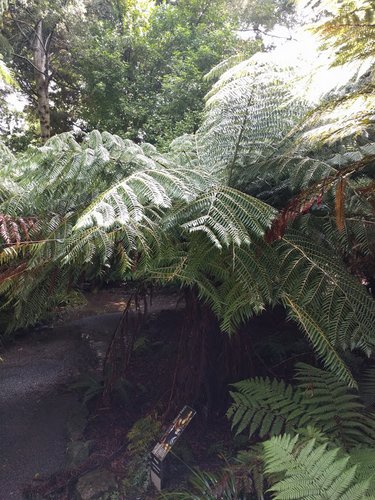 Silver Fern 