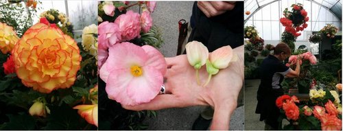 Begonias Close up 