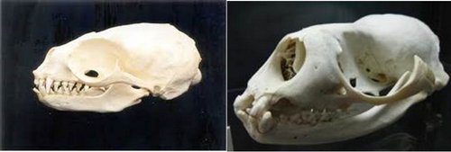 Sea lion and Weddell seal Skull 