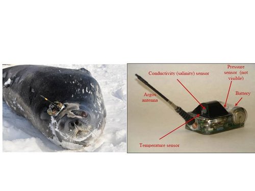 Weddell seal with satellite-relay tag