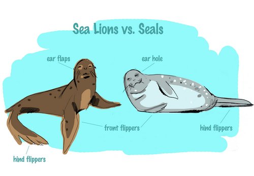 Sea lion vs. seal