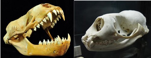 Weddell seal and leopard seal skulls 