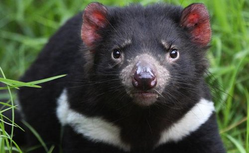 Tasmanian Devil