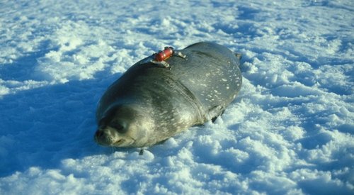 Weddell seal with TDR tag