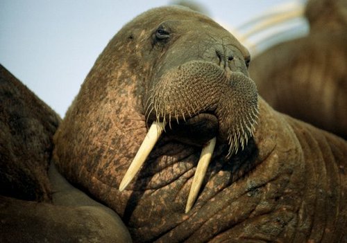 Walrus