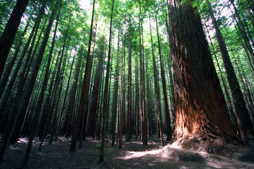 Trees in the Whakarewarewa