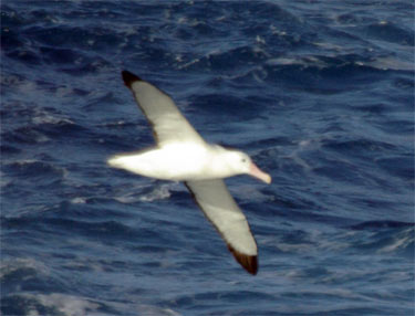 Wandering Albatross