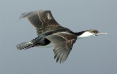 Antarctic Shag