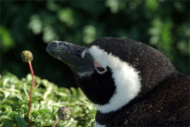 Magallanes penguin at Pinguineras