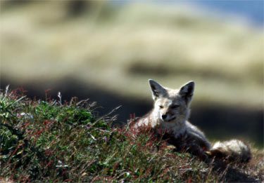 fox peering over hillside