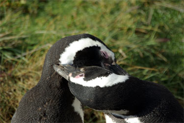 Magallanes at Pinguineras