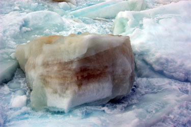 algae growth on the sea ice