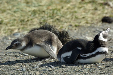 Magallanes at Pinguineras