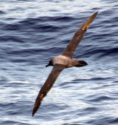 Light Mantled Sooty Albatross