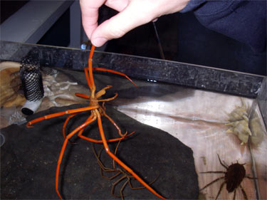 sea spider and sea lice