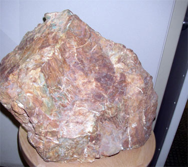 McMurdo petrified wood