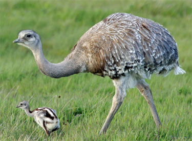 Nandu with chicks