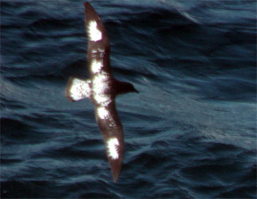 Painted petrel