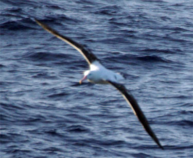 Wandering Albatross