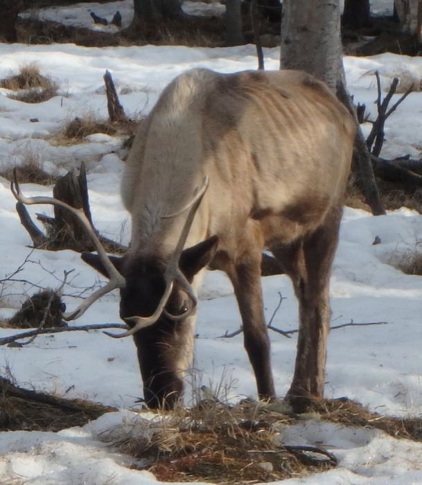 Reindeer at Chena Hot Springs