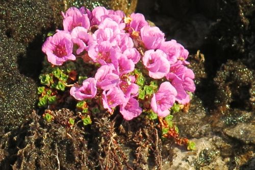 wildflowers