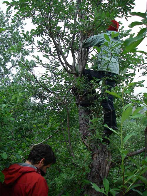 Heidi climbed up to fasten the transfer cable to the  air temperature logger